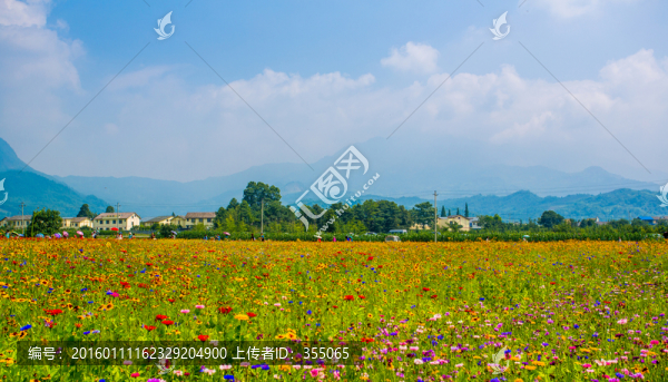 彭州花海