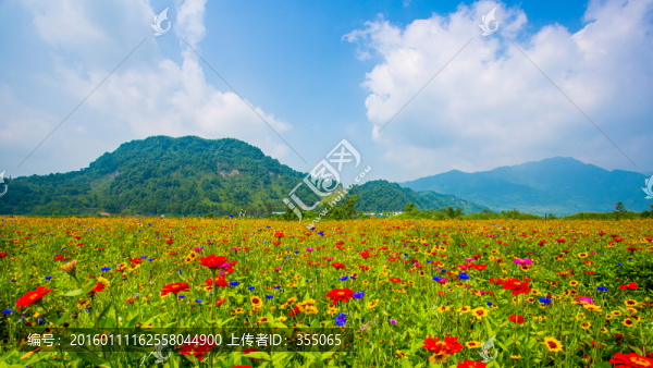 彭州花海