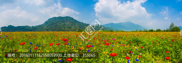 彭州花海
