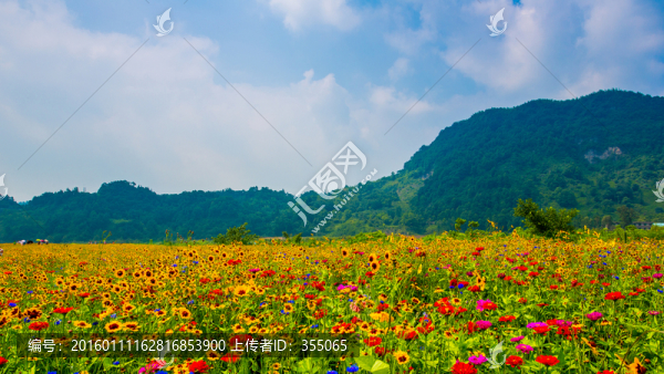 彭州花海