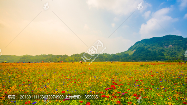彭州花海