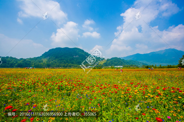 彭州花海