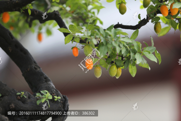 紅果