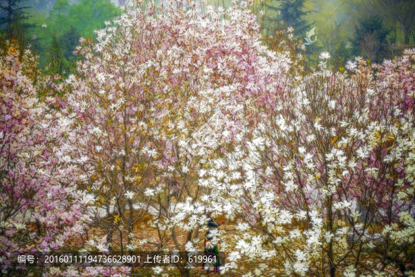 花卉裝飾畫,玉蘭花林