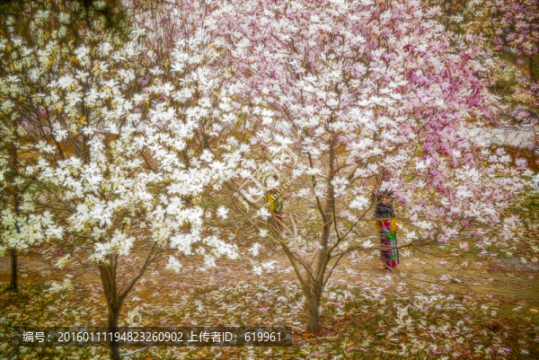 花卉裝飾畫,玉蘭花林