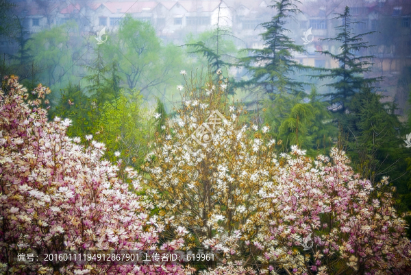花卉裝飾畫,玉蘭花林
