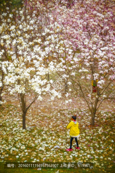 花卉裝飾畫,玉蘭花林