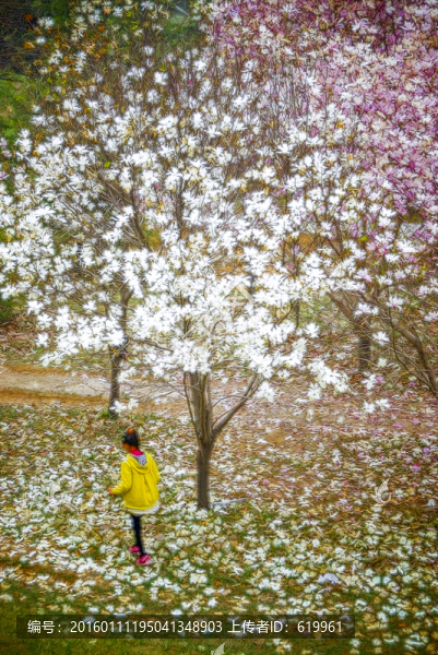 花卉裝飾畫,玉蘭花林