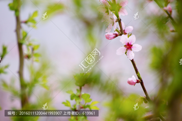 桃花枝