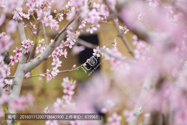 桃花枝