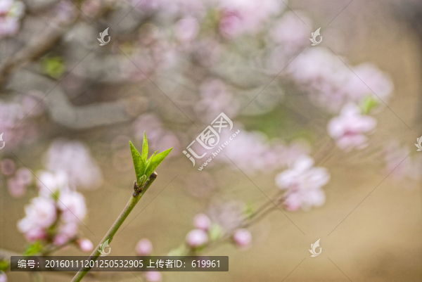 新葉