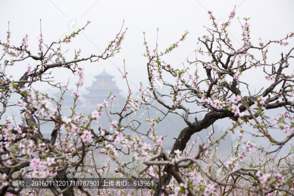 桃花枝