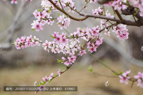 桃花枝