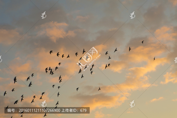 天空,鳥群
