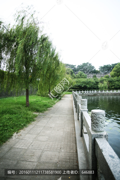垂柳,小路