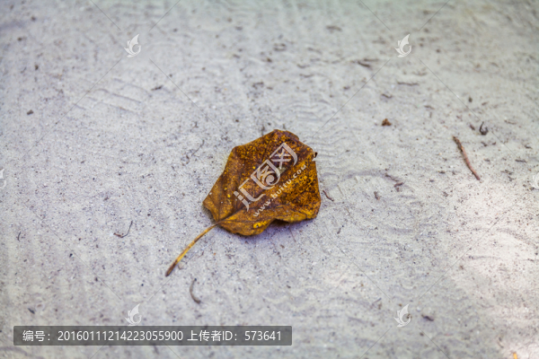 沙灘上的一片枯葉