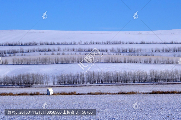 雪原樹林霧凇