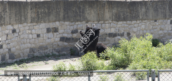 動(dòng)物園里的黑熊