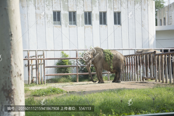 動(dòng)物園里的大象