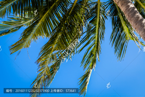 椰樹葉子