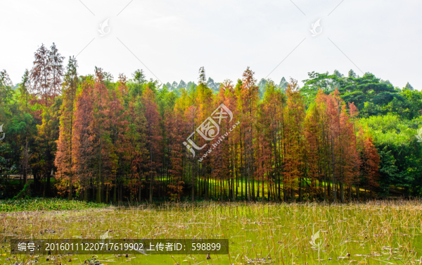 陽光樹林