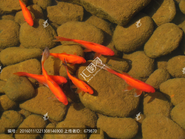 紅魚
