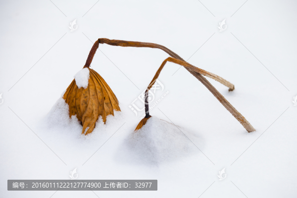 荷葉