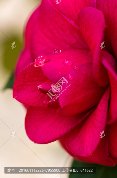 茶花