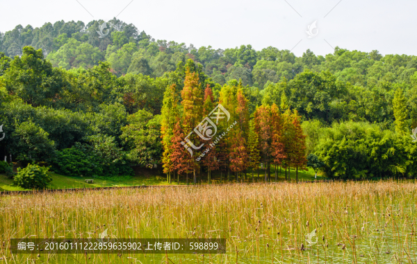 陽光樹林