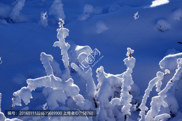 樹(shù)枝雪景