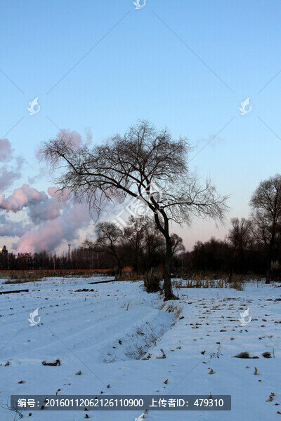 冬天,白雪,樹木,樹枝