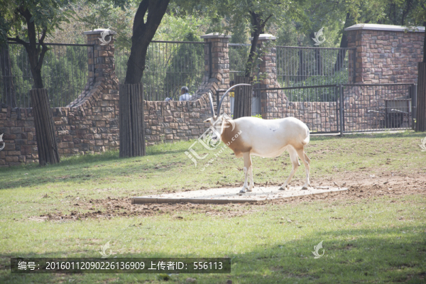 羚羊