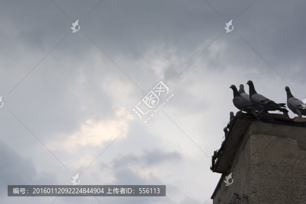 鴿子與白云
