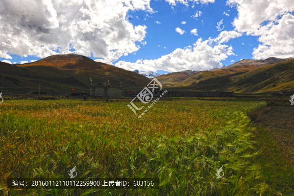 羊卓雍錯