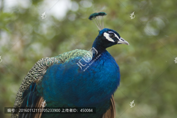 綠孔雀