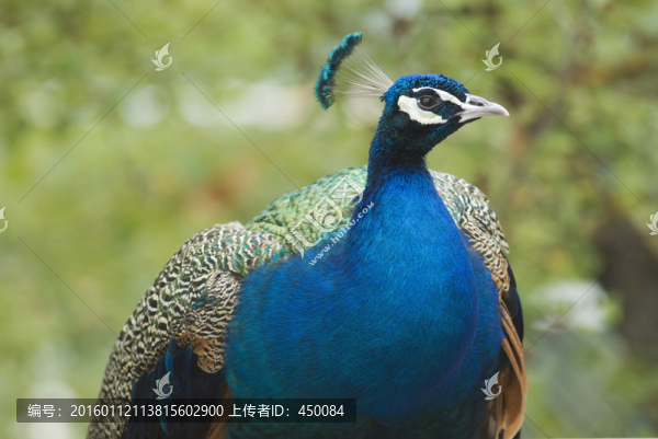 孔雀