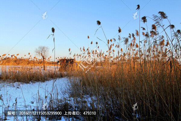 冬天,白雪,蘆葦,寒冷