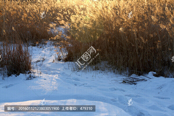 濕地,冬天,白雪,蘆葦
