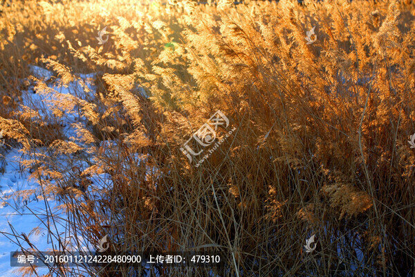 濕地,冬天,白雪,蘆葦
