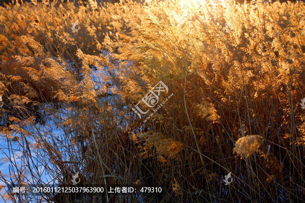 濕地,冬天,白雪,蘆葦