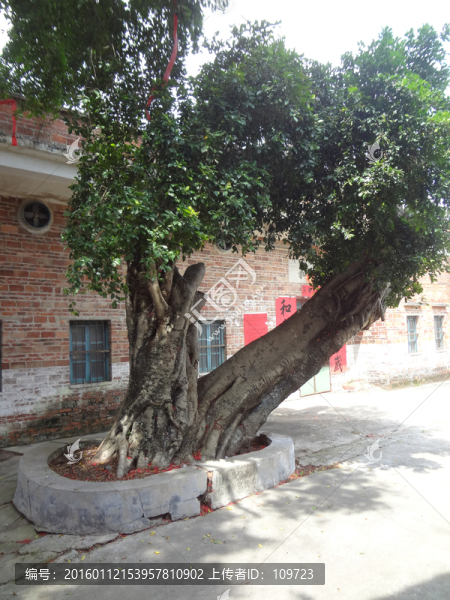 白石村,古樹