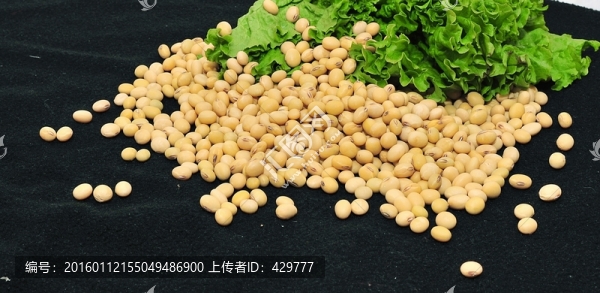 大豆,黃豆,豆類(lèi)