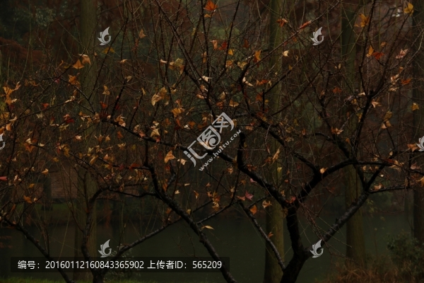 落葉黃葉