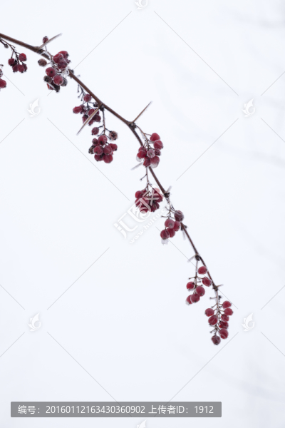 紅果