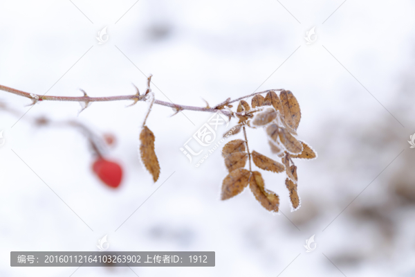 樹(shù)葉
