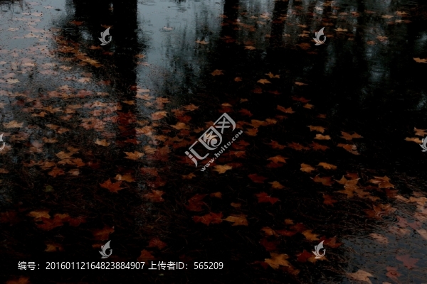 水中落葉