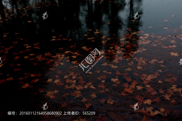 水中落葉