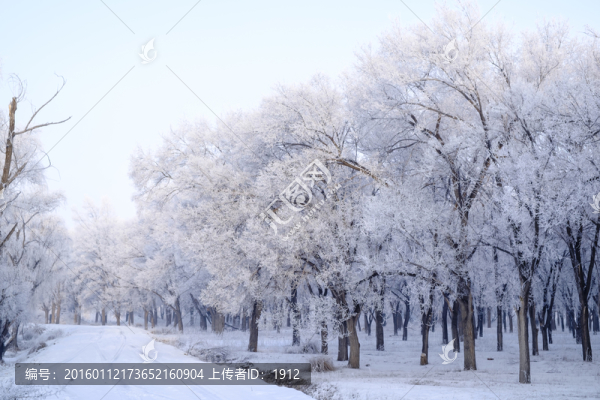 林中小路