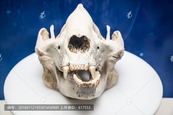動(dòng)物頭骨標(biāo)本