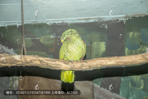 鸚鵡